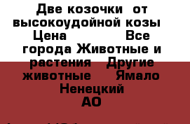 Две козочки  от высокоудойной козы › Цена ­ 20 000 - Все города Животные и растения » Другие животные   . Ямало-Ненецкий АО